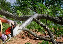 Best Tree and Shrub Care  in New Johnsonville, TN