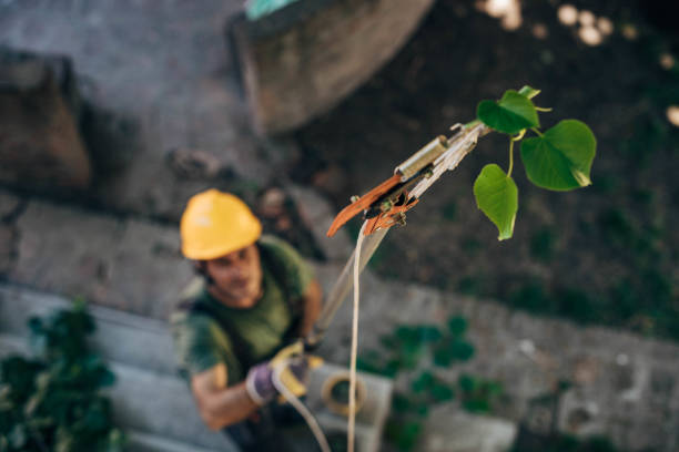 Best Emergency Tree Removal  in New Johnsonville, TN