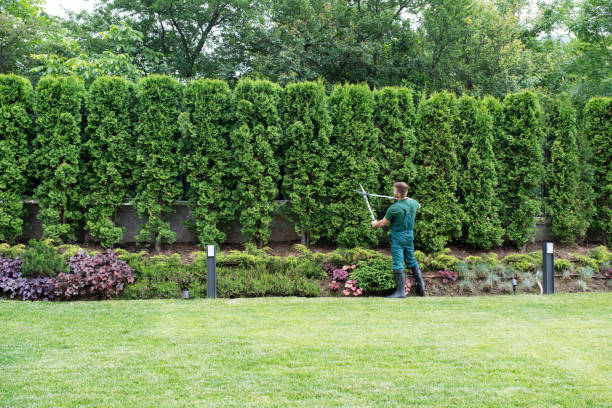 Best Sod Installation  in New Johnsonville, TN