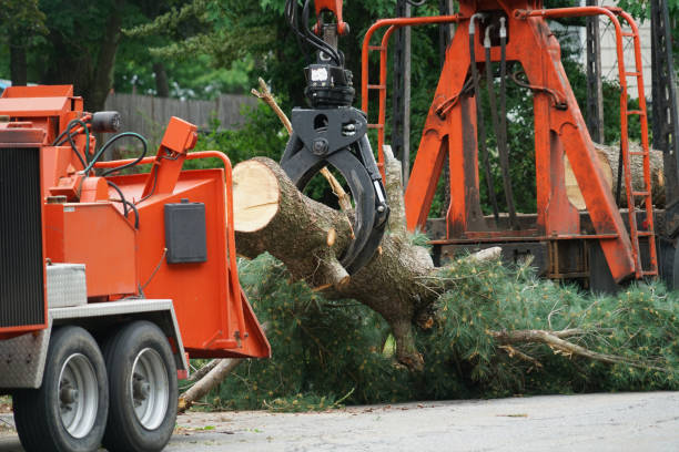 How Our Tree Care Process Works  in  New Johnsonville, TN