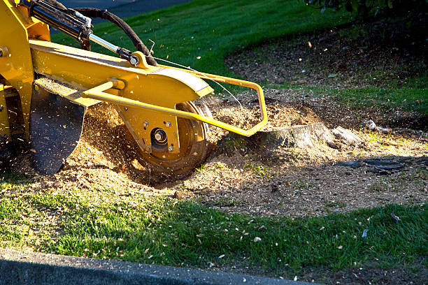 Best Lawn Irrigation Installation and Maintenance  in New Johnsonville, TN