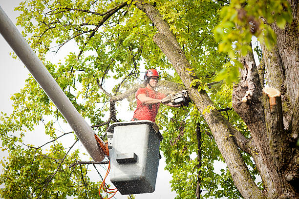 Best Tree Removal  in New Johnsonville, TN